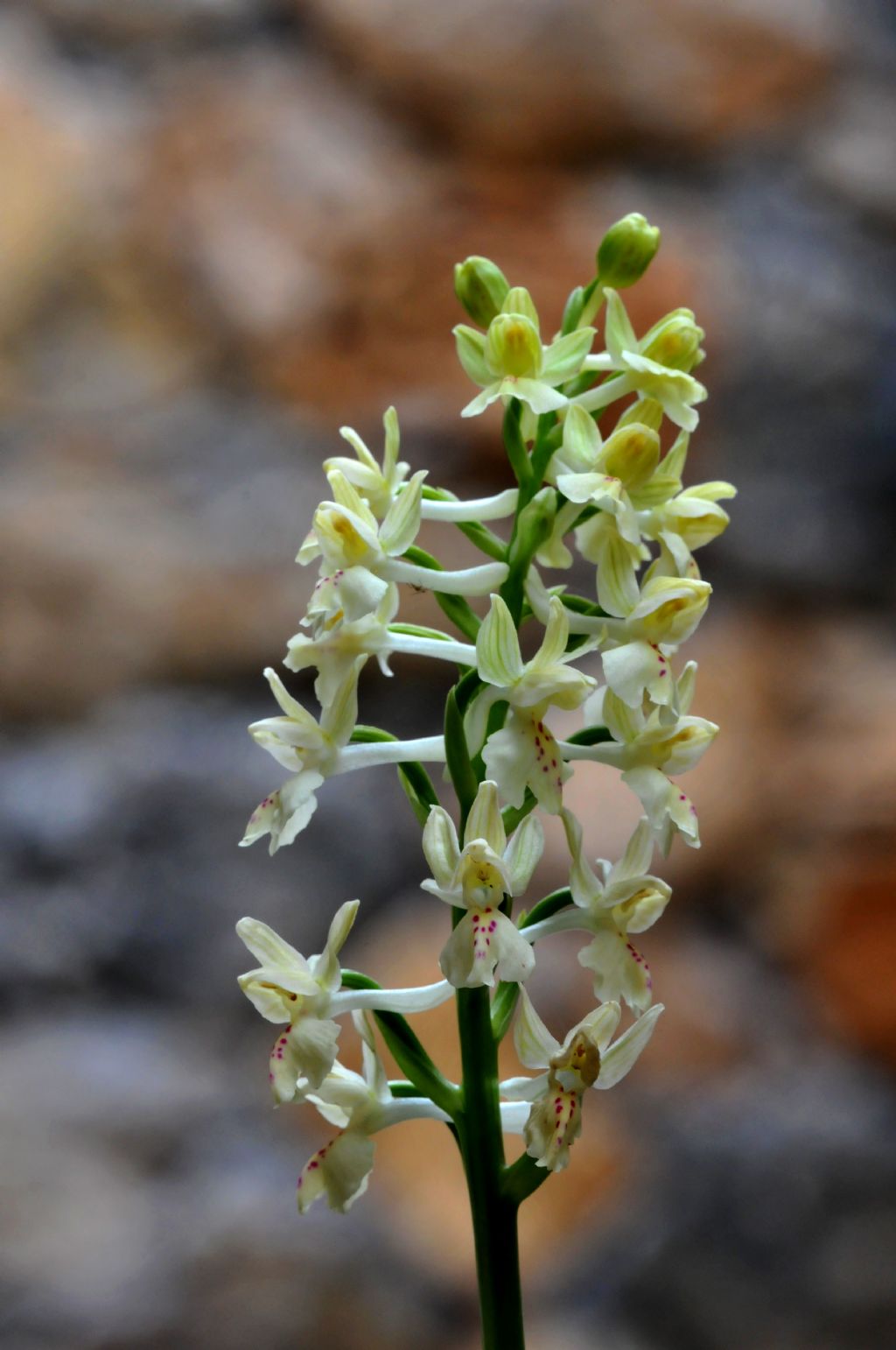 Orchis provincialis